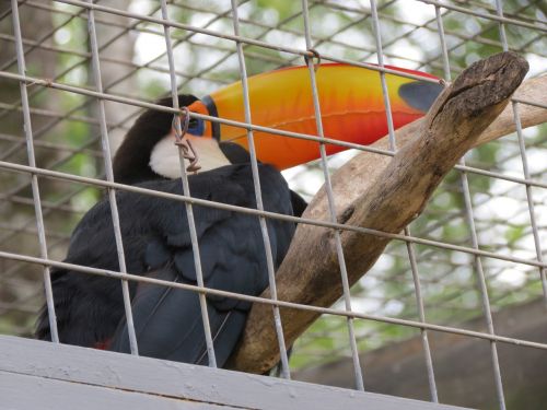 Zoologijos Sodas, Paukštis, Toucanai, Sorocaba, Brazilija