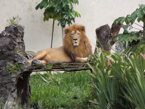 Zoologijos Sodas, Liūtas, Karalius
