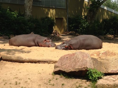 Zoologijos Sodas, Hippos, Vokietija