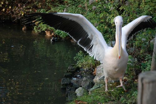 Zoologijos Sodas, Pelican, Paukštis, Skristi, Sparnai, Plunksna, Laukinė Gamta, Snapas, Laukiniai, Laisvė, Lauke, Paukštis, Didingas, Padaras, Dykuma, Gamta, Žinduolis, Stuburas, Gyvūnas