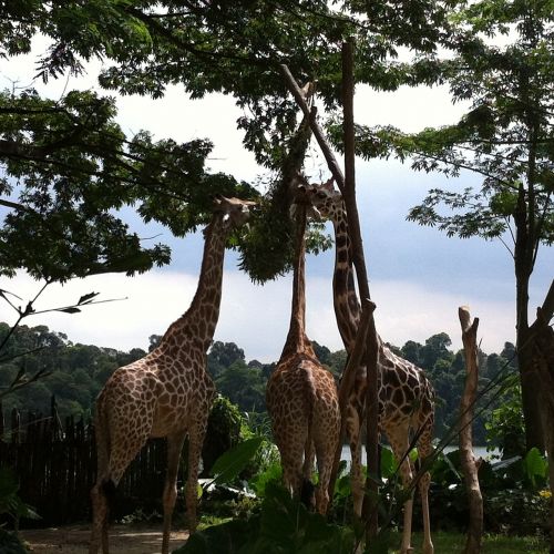 Zoologijos Sodas, Žirafos, Medžiai