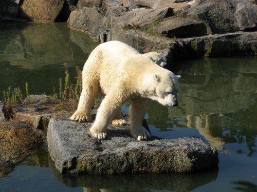 Zoologijos Sodas, Gyvūnai, Turėti, Gyvūnų Pasaulis, Baltoji Meška, Gamta, Gyvūnas