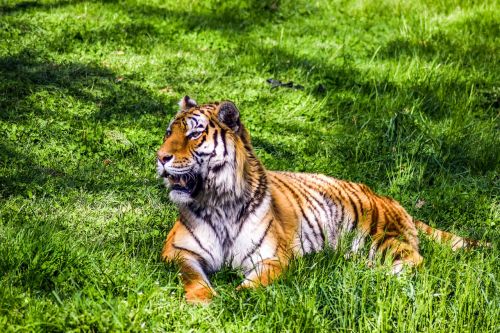 Zoologijos Sodas, Peaugres, Ardeche, Gyvūnai, Aplankyti, Šventė, Gyvūnų Parkas, Lūšis, Wildcat, Tigras, Panther, Liūtas, Leopardas