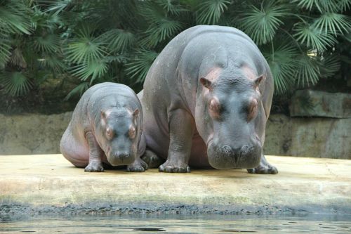 Zoologijos Sodas, Gyvūnai, Hippos