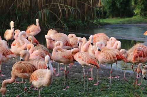 Zoologijos Sodas, Paukščiai, Laukinė Gamta, Spalva, Plunksna, Flamingo