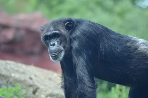 Zoologijos Sodas, Uždaryti, Šimpanzė, Beždžionė, Senas, Afrika