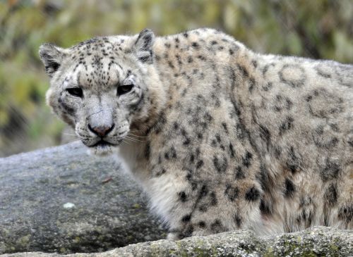 Zoologijos Sodas, Hellabrunn, Sniego Leopardas