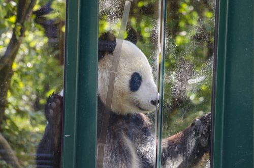 Zoologijos Sodas, Tiergarten, Vienna, Schönbrunn, Laukinės Gamtos Fotografija, Panda, Kinai, Įdomu, Gyvūnų Pasaulis, Žinduolis