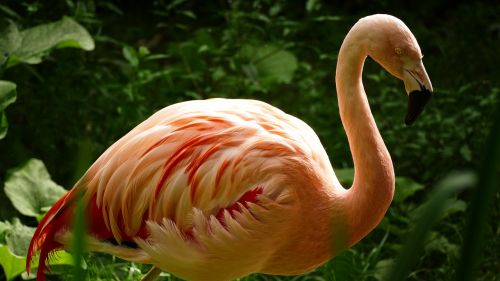 Zoologijos Sodas, Flamingo, Vandens Paukštis