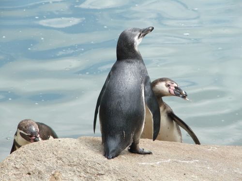 Zoologijos Sodas, Pilsen, Pingvinas