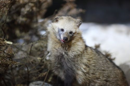 Zoologijos Sodas, Gyvūnai, Laukiniai, Laukinė Gamta