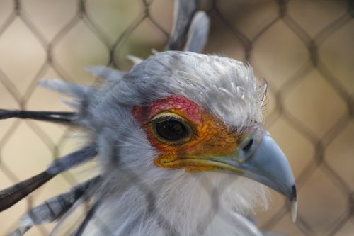 Zoologijos Sodas, Paukštis, Skristi, Sparnai, Plunksna, Laukinė Gamta, Snapas, Laukiniai, Laisvė, Lauke, Paukštis, Didingas, Padaras, Dykuma, Gamta, Žinduolis, Stuburas, Gyvūnas