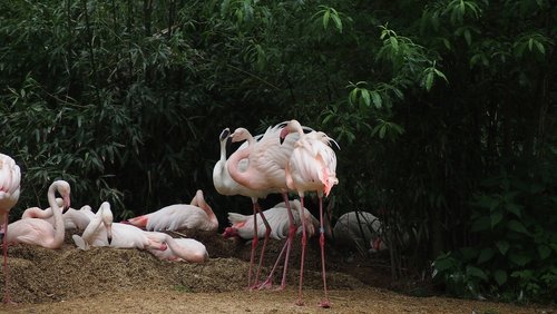 Zoo,  Flamingo,  Vanduo Paukštis,  Paukštis,  Pobūdį,  Rožinės Flamingo,  Miega