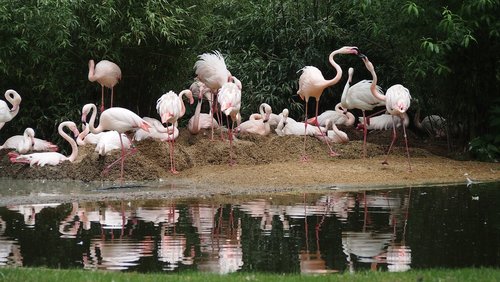 Zoo,  Flamingo,  Vanduo Paukštis,  Paukštis,  Pobūdį,  Rožinės Flamingo,  Vandens,  Veidrodis