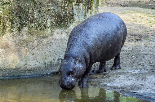 Zoo,  Žinduolis,  Hipopotamas