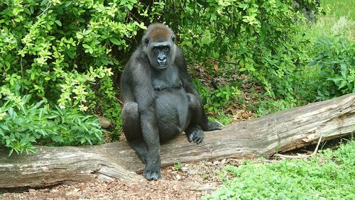 Zoo,  Gyvūnas,  Ape,  Gorila,  Žinduolis,  Primatų,  Peržiūrėti,  Primatai,  Iš Arti