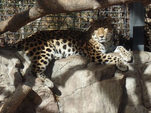 Zoologijos Sodas, Gamta, Didelė Katė, Leopardas, Kačių