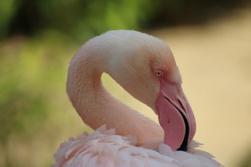 Zoologijos Sodas, Flamingo, Paukštis