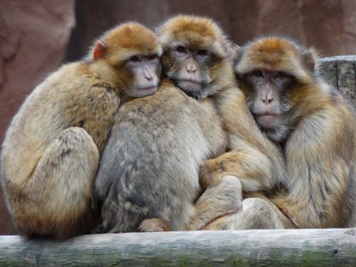 Zoologijos Sodas, Beždžionės, Kartu