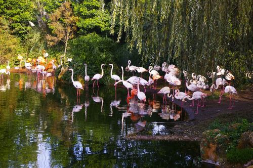 Zoologijos Sodas,  Flamandų Rožė,  Gyvūnai