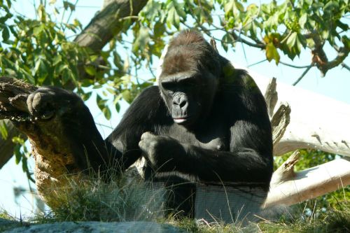 Zoologijos Sodas, San Diego, Gyvūnai, Gorila, Beždžionė, Beždžionės, Žinduoliai, Džiunglės, Gorilos, Žinduolis, Juoda