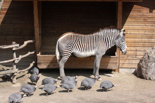 Zoologijos Sodas, Zebra, Gyvūnas