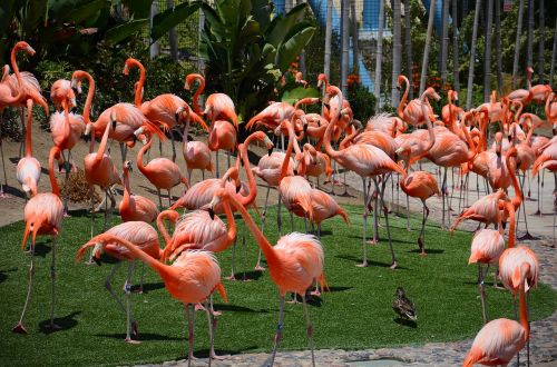 Zoologijos Sodai, Paukštis, Flamingos, Gamta, San Diego Zoologijos Sode, Rožinis, Fauna