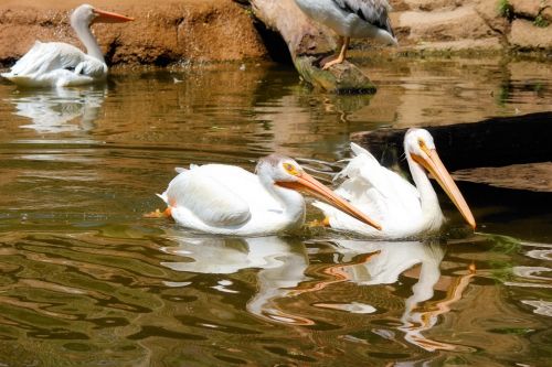 Pelikanai,  Paukščiai,  Zoologijos Sodas,  Gyvūnai,  Paukščiai,  Vanduo,  Zoologijos Sodas Pelicans