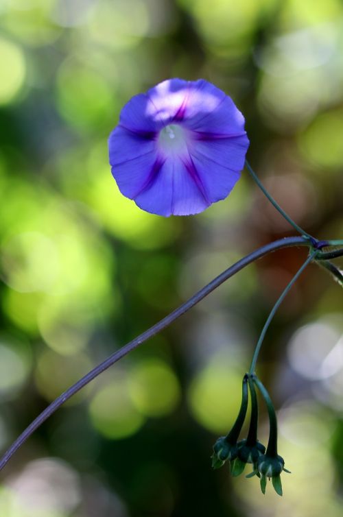 Zorea, Violetinė, Gėlė, Augalas, Mėlynas