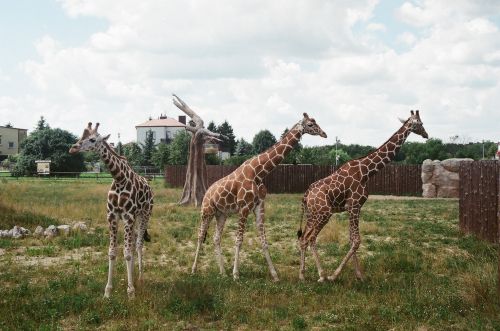 Žirafos,  Zoologijos Sodas,  Zamosc,  Lenkija,  Vasara & Nbsp,  2016,  Žirafa
